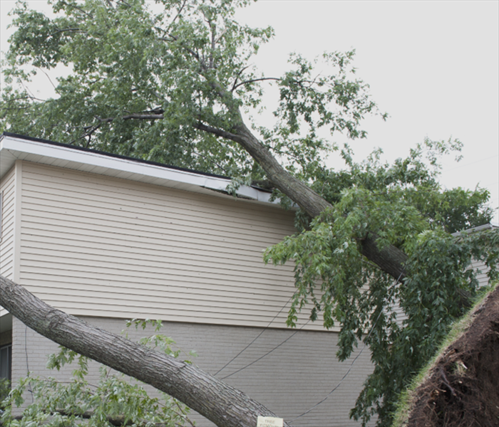 Fallen tree over the roof of a house