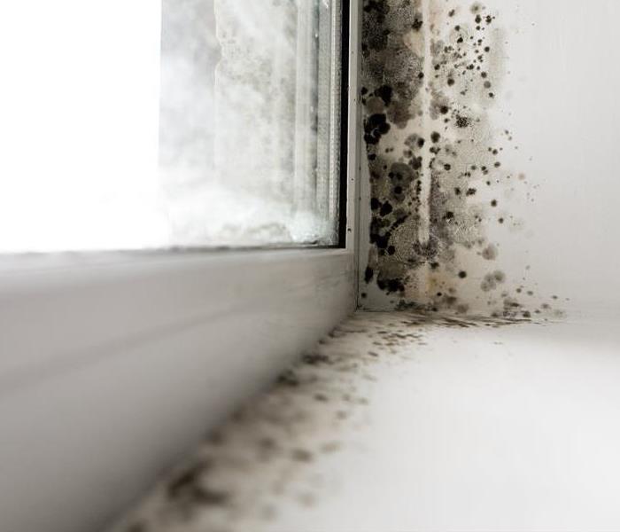 mold in window seal